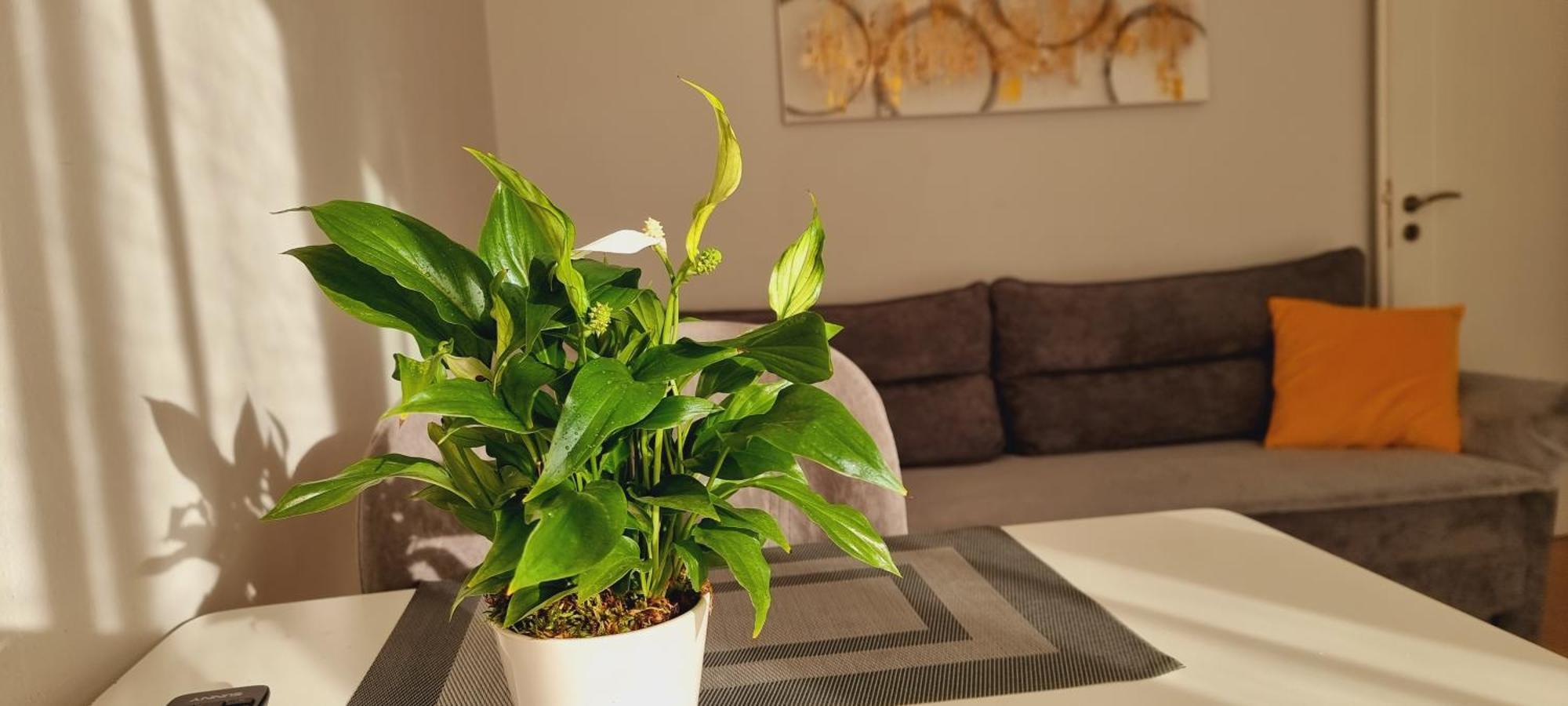 Comfy Apartment- Sunny Balcony Тирана Екстер'єр фото